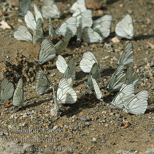 Aporia crataegi エゾシロチョウ Black-veined White Sortåret