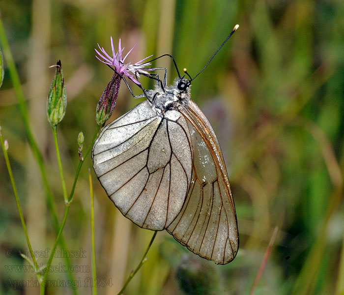 Aporia crataegi