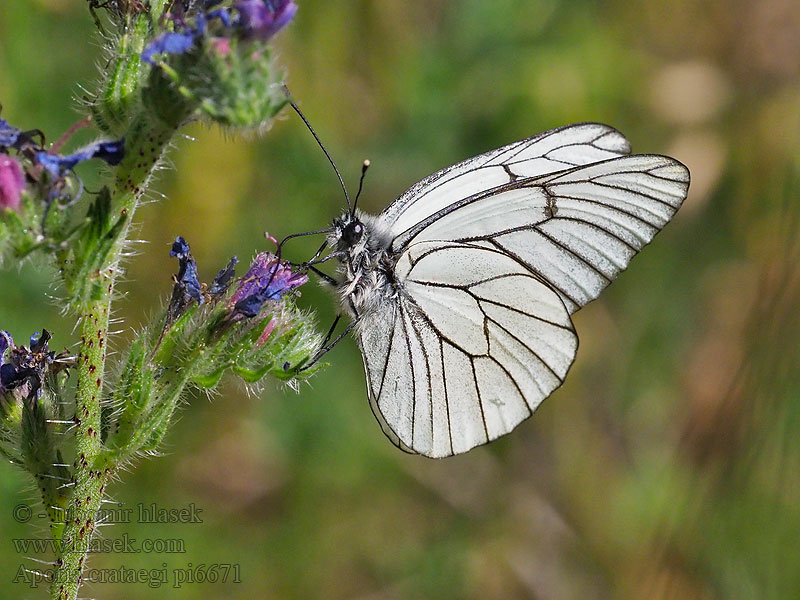 Aporia crataegi