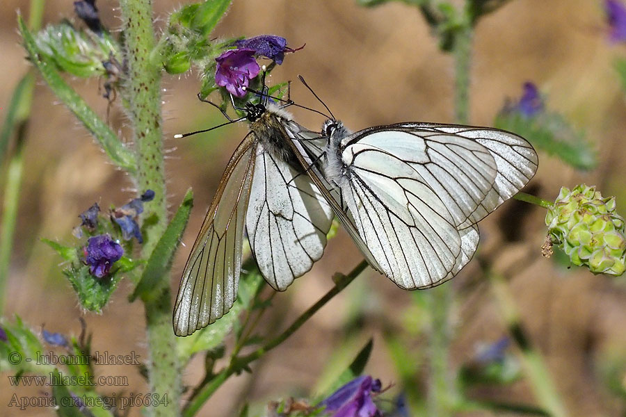 Glogov belin エゾシロチョウ Aporia crataegi