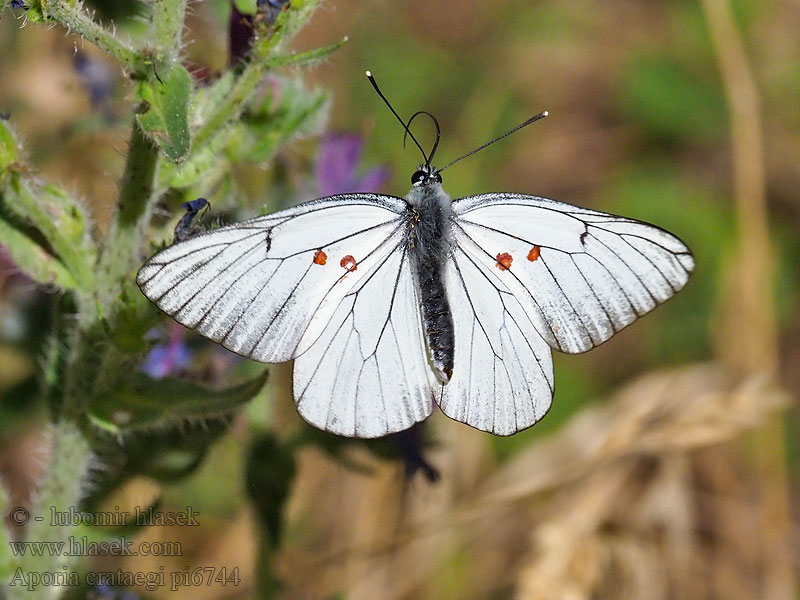 Galagonyalepke Baumweißling Niestrzęp głogowiec Aporia crataegi