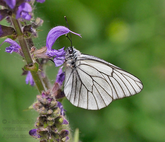 Black-veined White Sortåret hvidvinge Aporia crataegi