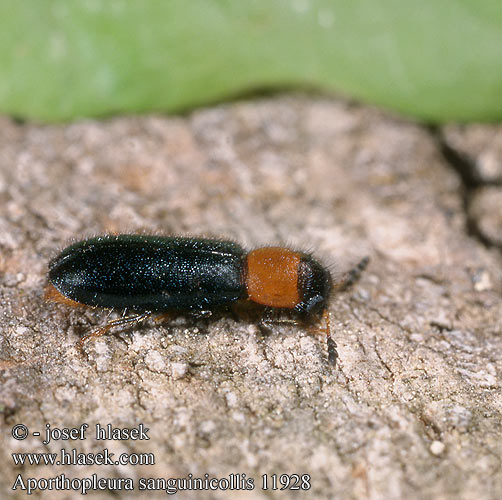 Aporthopleura sanguinicollis