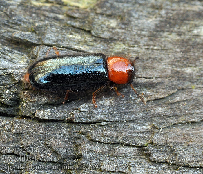 Aporthopleura sanguinicollis