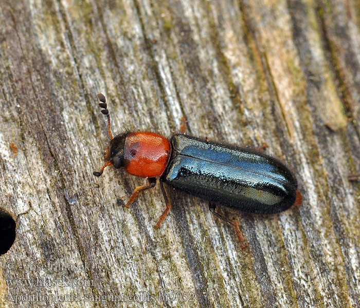 Aporthopleura sanguinicollis