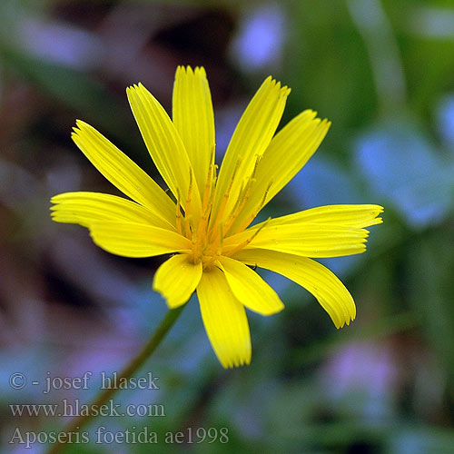 Aposeris foetida Odorous pig-salad Aposéris fétide Lucertolina fetente