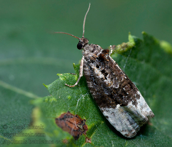 Berkenmarmerbladroller Apotomis betuletana