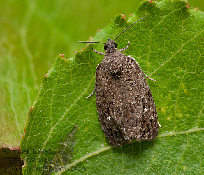 Apotomis inundana Obaleč osikový