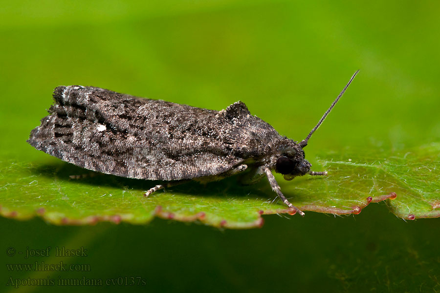 Apotomis inundana Obaleč osikový Obaľovač osikový Aspknoppvecklare Ospeløvvikler