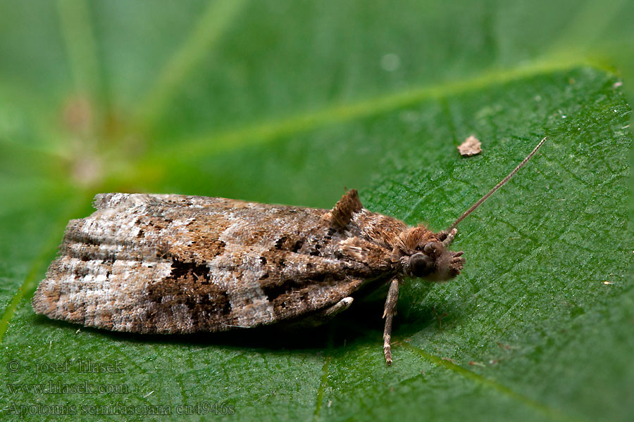 Apotomis semifasciana Obaľovač polopásavý Grijze marmerbladroller