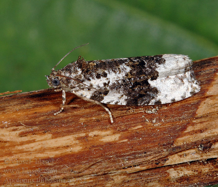 Apotomis turbidana White-shouldered Marble