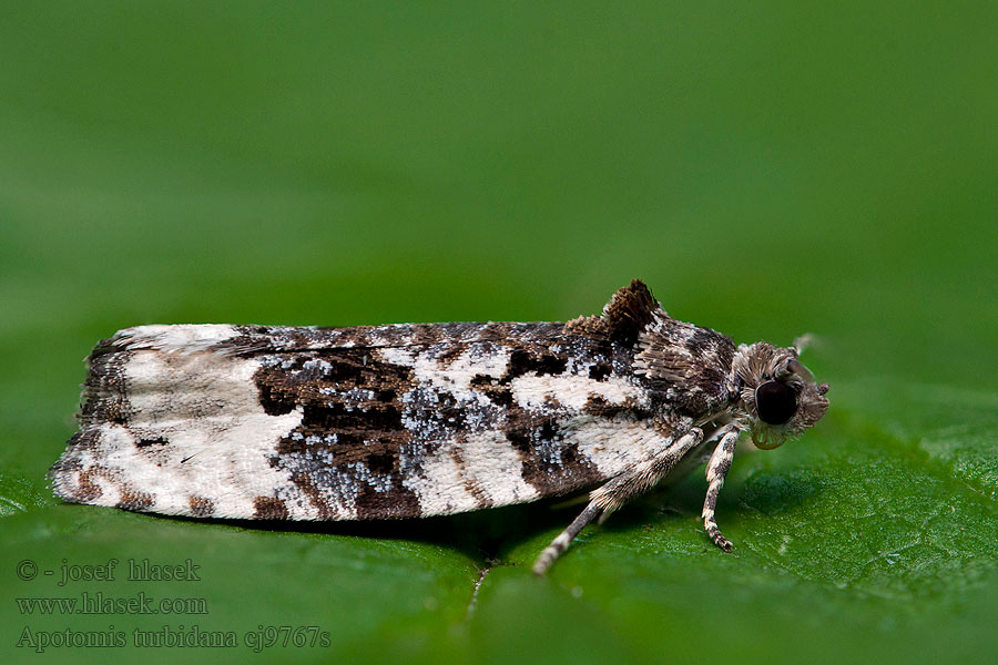 White-shouldered Marble Apotomis turbidana