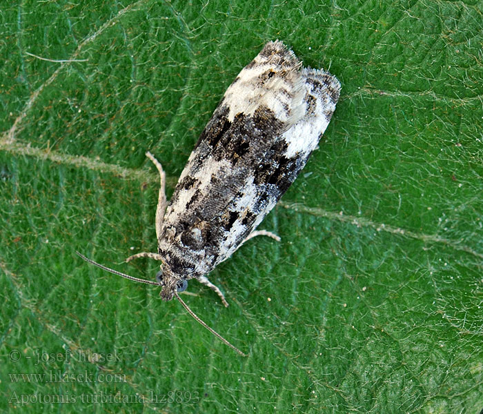 White-shouldered Marble Apotomis turbidana