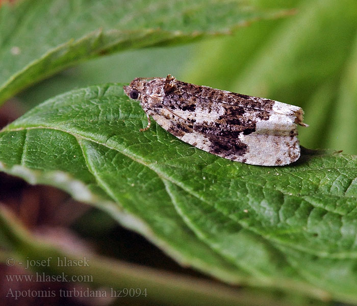 Zwartwitte marmerbladroller Apotomis turbidana