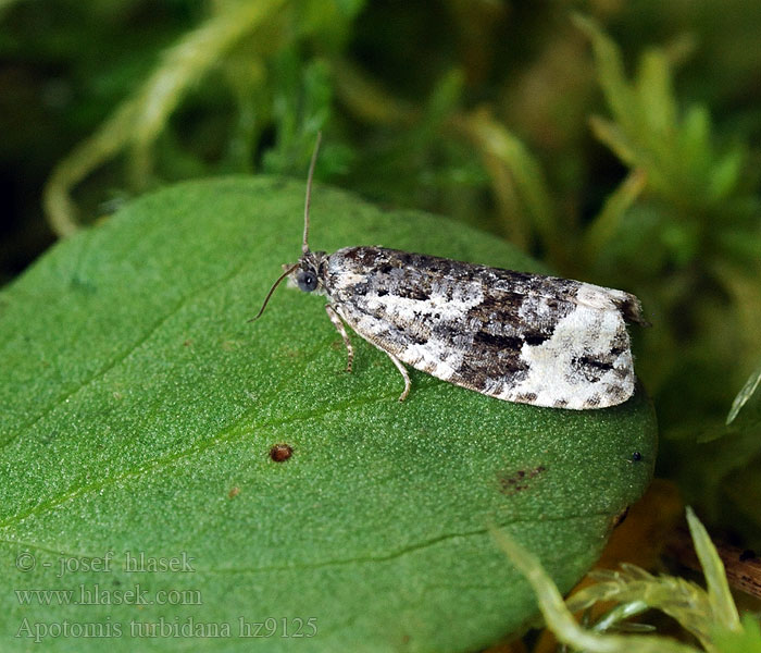 Apotomis turbidana