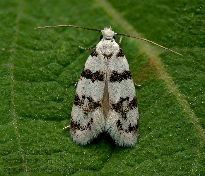 Aprominta designatella Symmoca