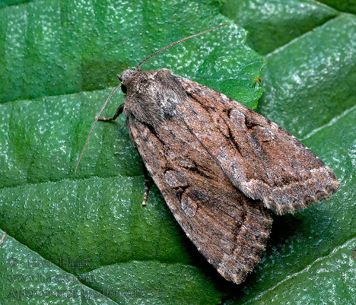 Apterogenum ypsillon Lyijy-yökkönen Tappfläckat backfly