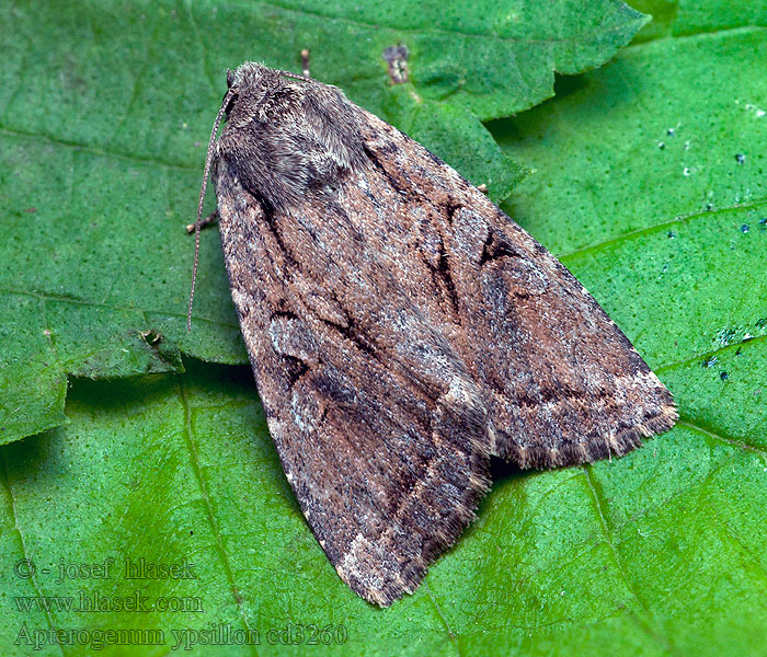 Weiden-Pappel-Rindeneule Apterogenum ypsillon