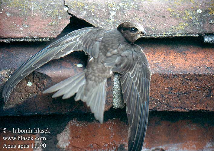 Apus apus Rorýs obecný Swift Mauersegler Martinet noir