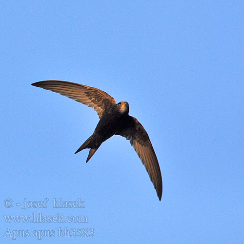 Apus apus Swift Mauersegler Martinet noir Vencejo Común