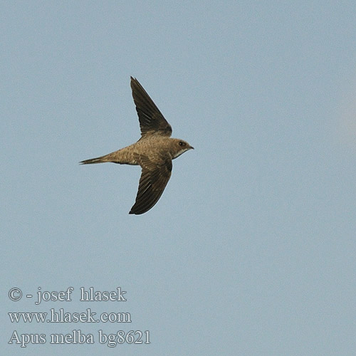 Apus melba Alpine Swift Alpesejler Alppikiitäjä