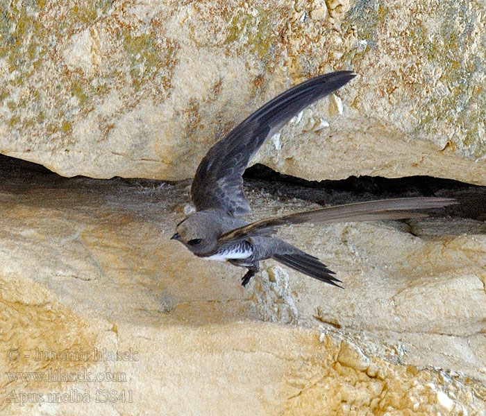 Vencejo real Alpseglare Alpeseiler Apus melba