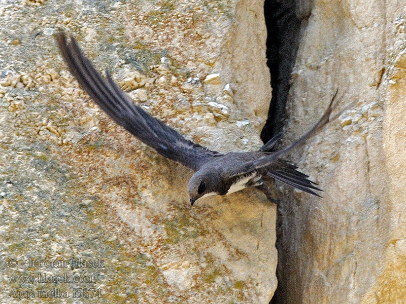 Alpensegler jerzyk alpejski Apus melba