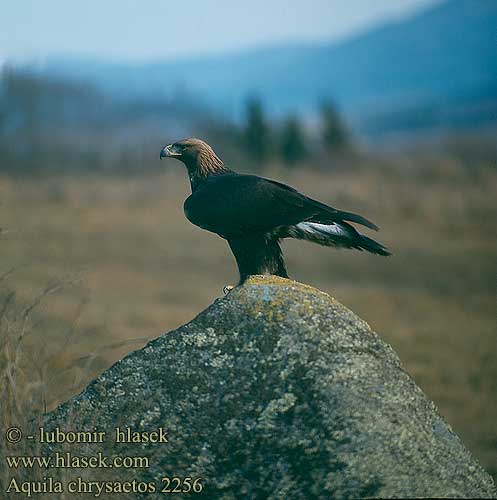 Aquila chrysaetos 2256