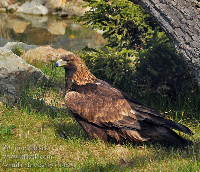 Aquila_chrysaetos_bt4621