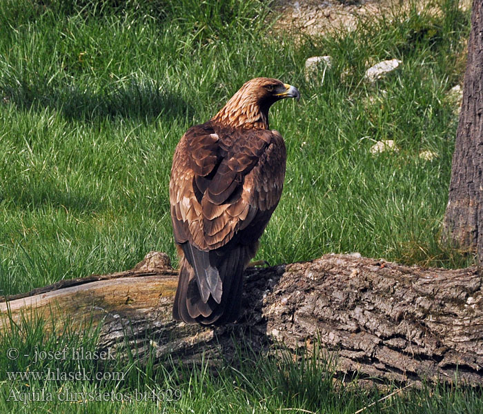 Aquila_chrysaetos_bt4629