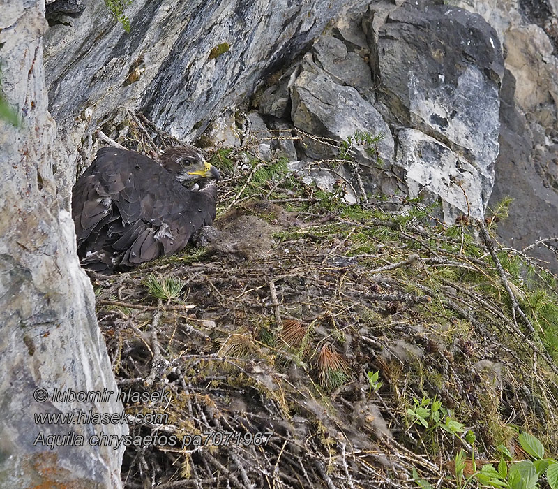 Orel skalní Aquila chrysaetos Kongeørn Steenarend Maakotka