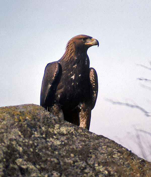 金鵰 Беркут イヌワシ العقاب الذهبي 검독수리 Χρυσαετός Aquila chrysaetos