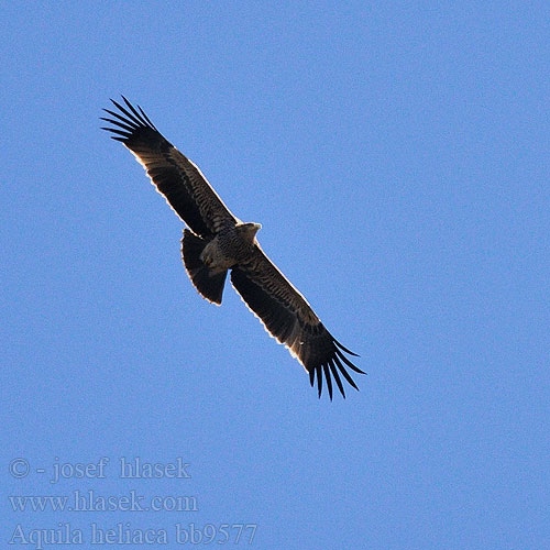 Aquila heliaca bb9577