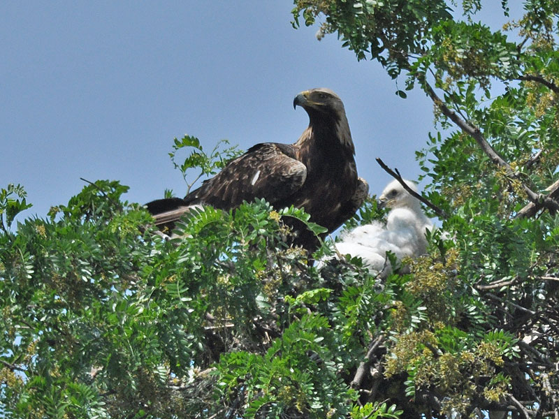 Imperial Eagle Aquila heliaca