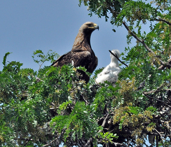 Kaiseradler Aquila heliaca