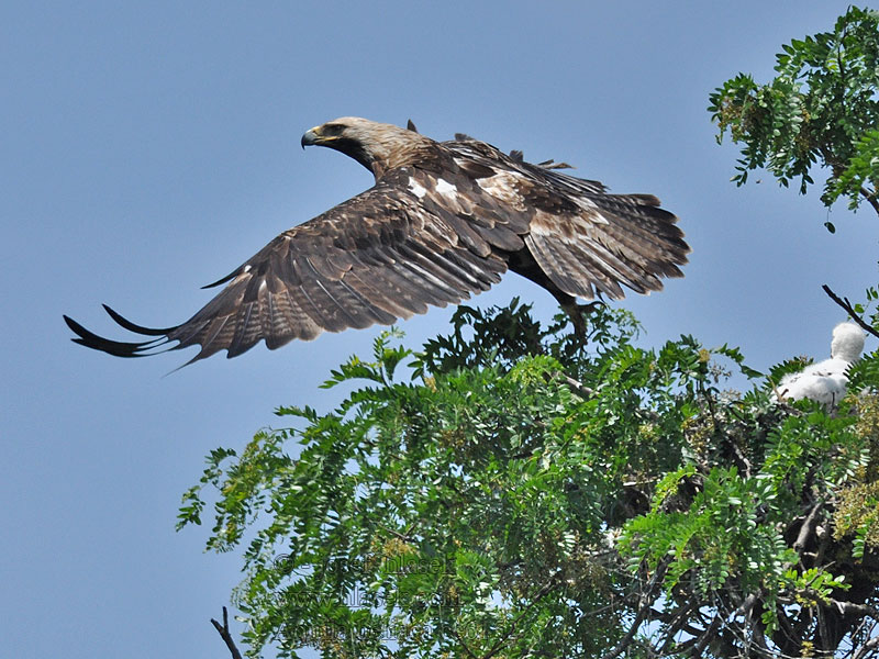 Aigle impérial Aquila heliaca