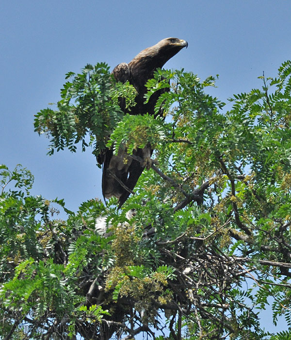 Keizerarend Aquila heliaca