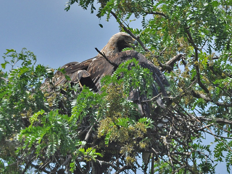 Aquila imperiale Aquila heliaca