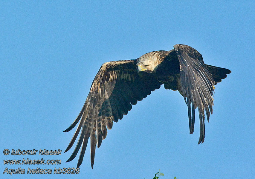 Águia-imperial Aquila heliaca