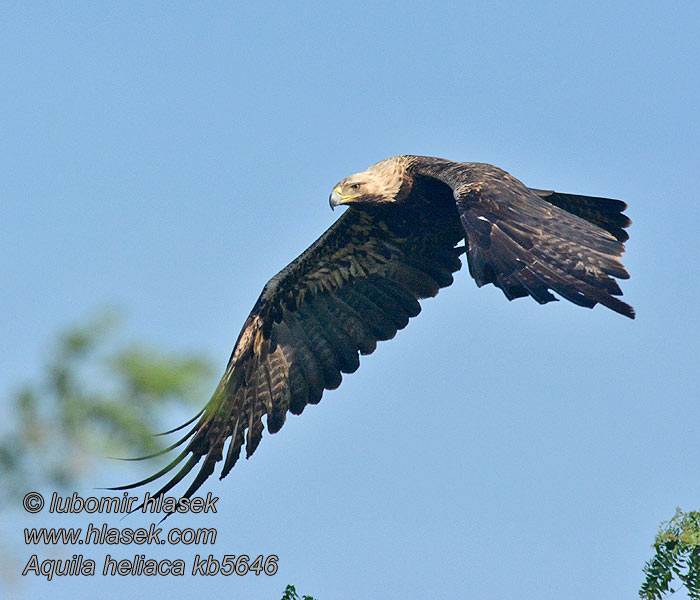 Orol kráľovský Aquila heliaca