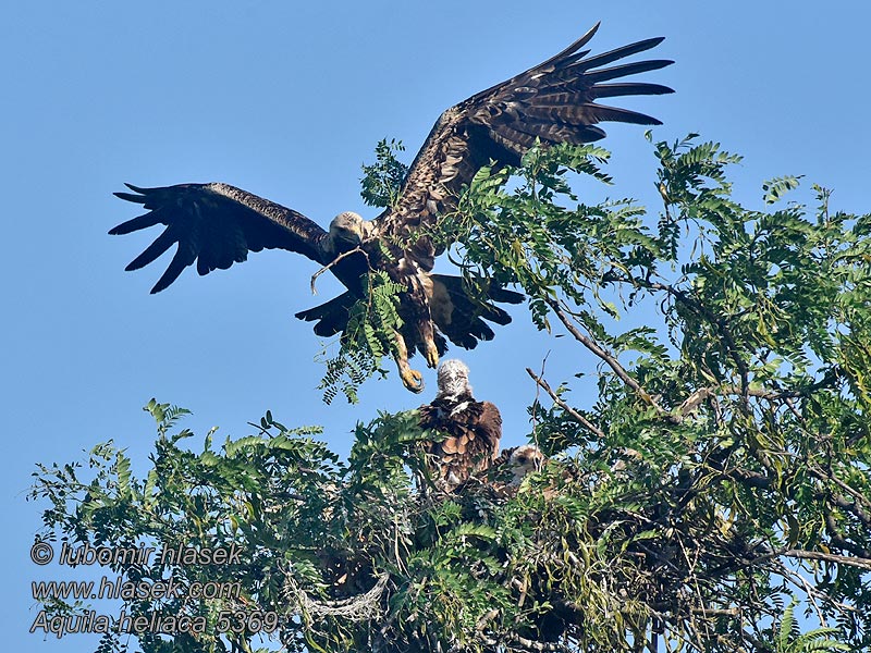 흰죽지수리 Aquila heliaca