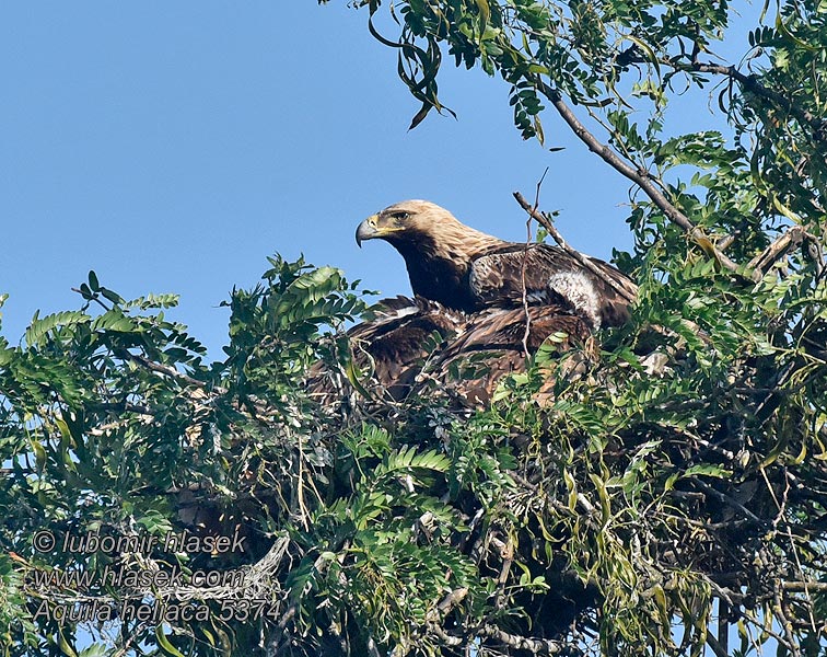 Βασιλαετός Aquila heliaca