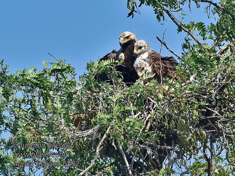 ملك العقبان Aquila heliaca