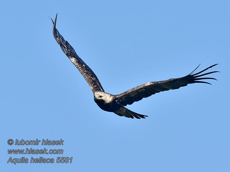 Aquila heliaca