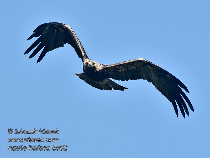 Aquila heliaca Orel královský