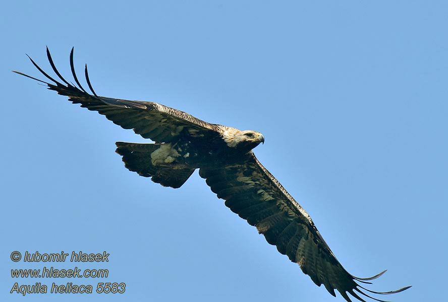 Aquila heliaca Aguila Imperial Oriental