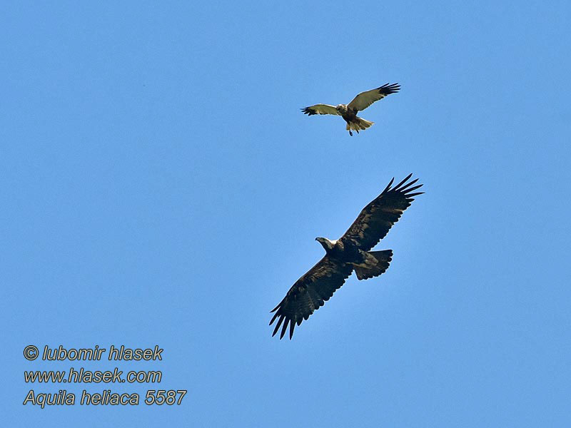 Aquila heliaca Kaiseradler Aigle impérial