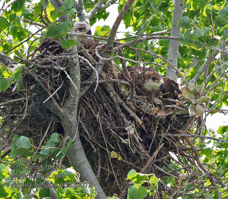 Aquila heliaca