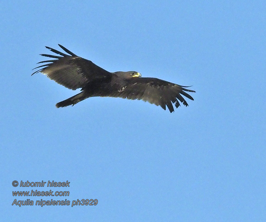 ソウゲンワシ Steppearend Steppeørn Orzeł stepowy Aquila nipalensis