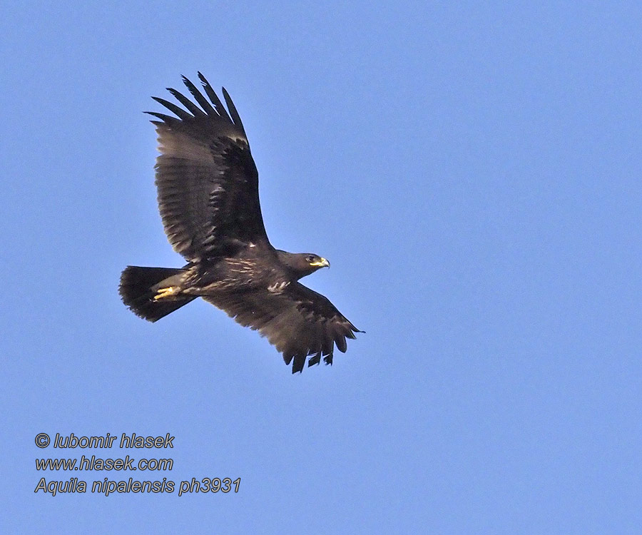 Arokotka Aigle des steppes Pusztai sas Aquila delle steppe Aquila nipalensis